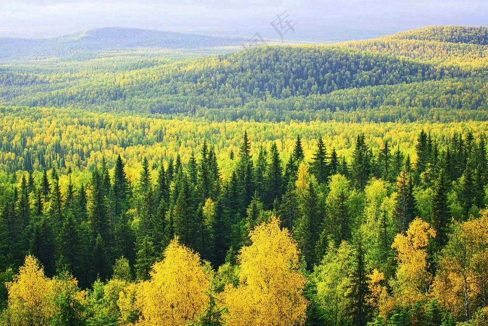 秋天立秋森林大自然风景摄影图