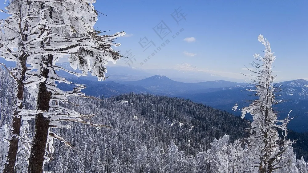森林唯美雪地雪景图片 (2)