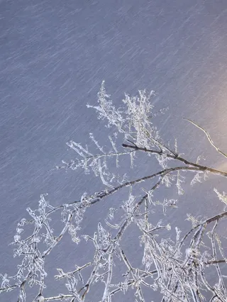 白色冬日雪夜树枝冰凌花