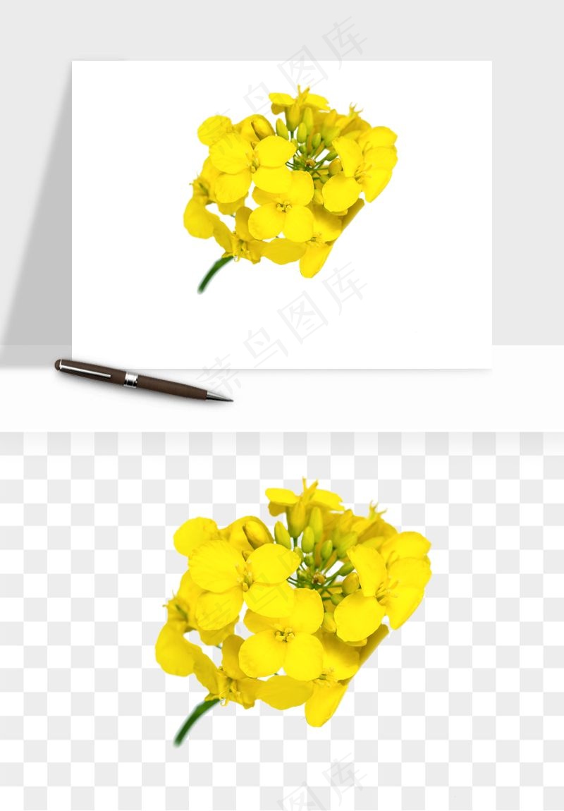 油菜花田png免抠