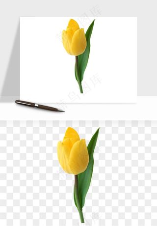 荷兰郁金香鲜花png免抠