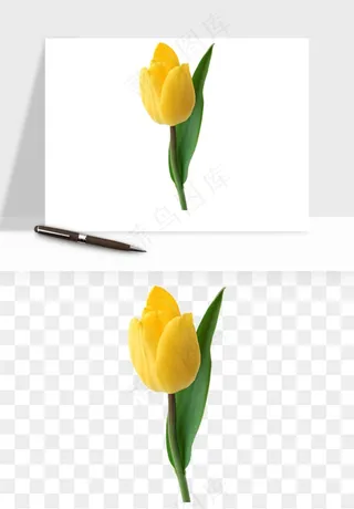 荷兰郁金香鲜花png免抠