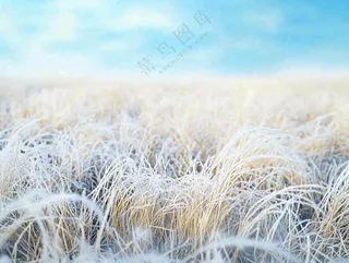 霜降白霜草地上的茅草芦苇摄影图