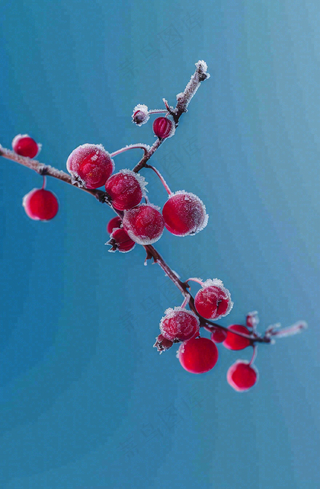 冬天白霜覆盖的红色覆盆子寒冷霜降摄影图