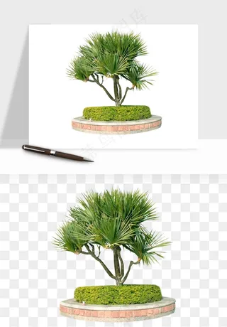 棕榈树椰树png免抠