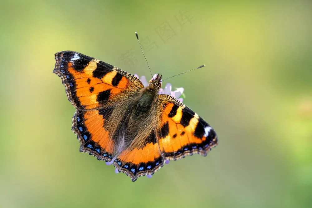 舞动的彩色翅膀 舞动的彩色翅膀