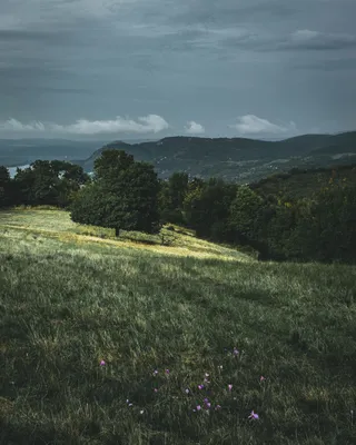绿草繁花湖光图：宁静自然紫韵珍藏