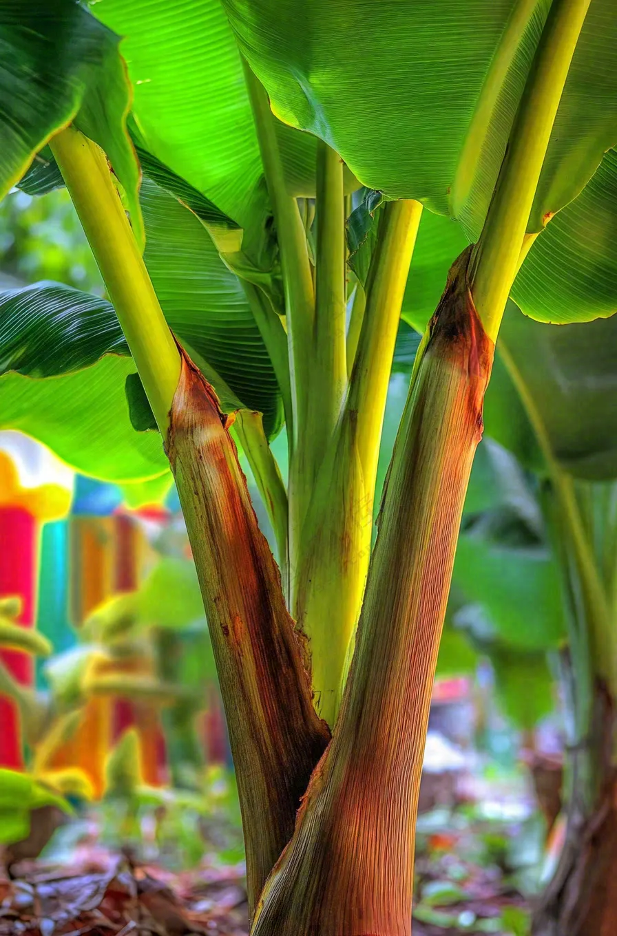香蕉树芭蕉叶绿色植物摄影图