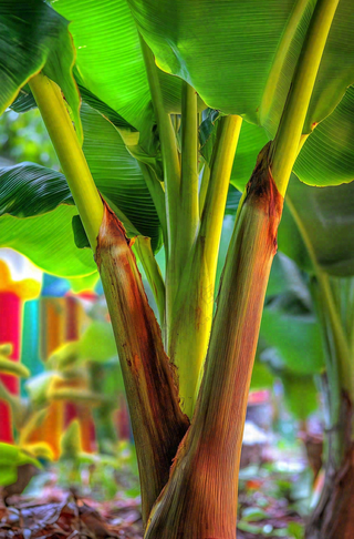 香蕉树芭蕉叶绿色植物摄影图