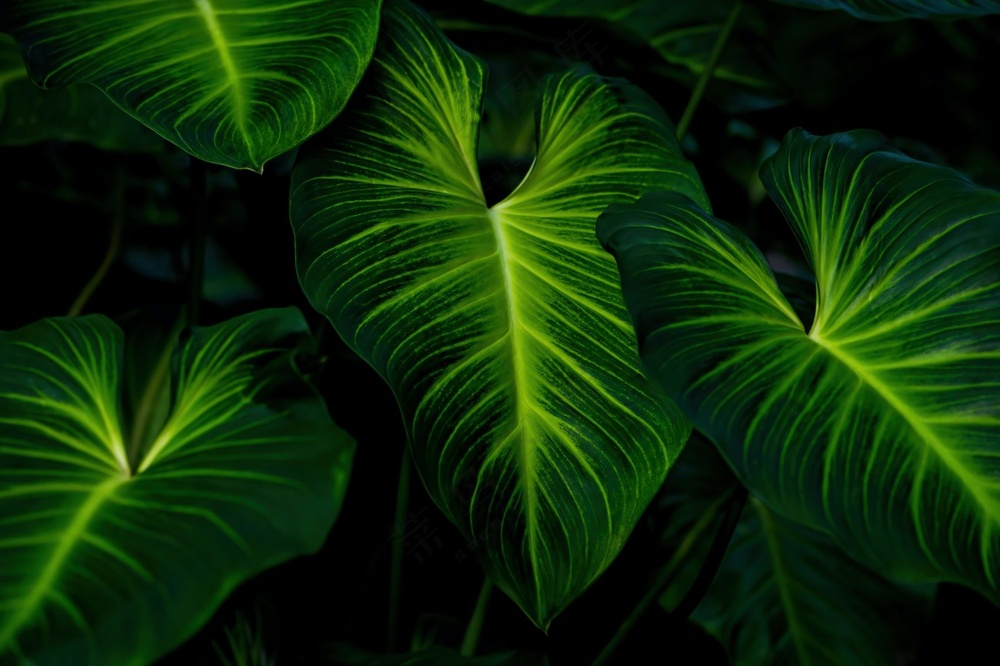 绿色绒叶肖竹芋叶子