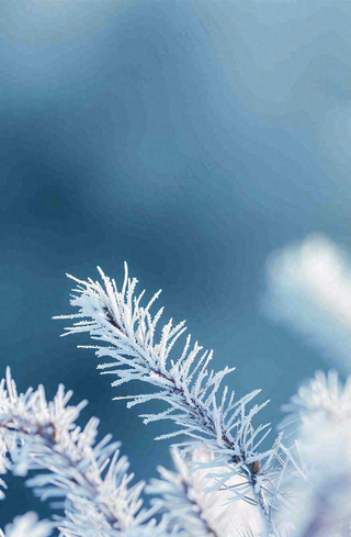 冬天挂满白霜的松针树寒冷霜降摄影图