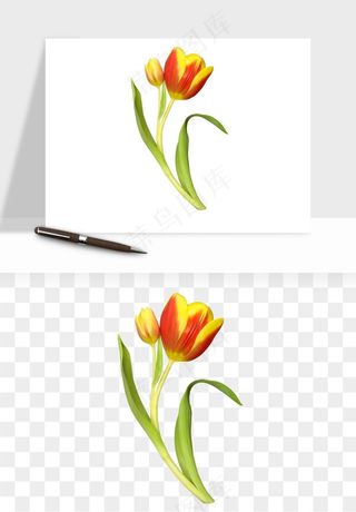 荷兰郁金香鲜花png免抠
