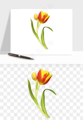 荷兰郁金香鲜花png免抠