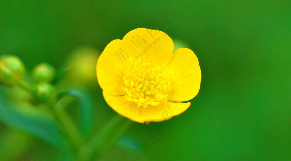 黄花小花图片
