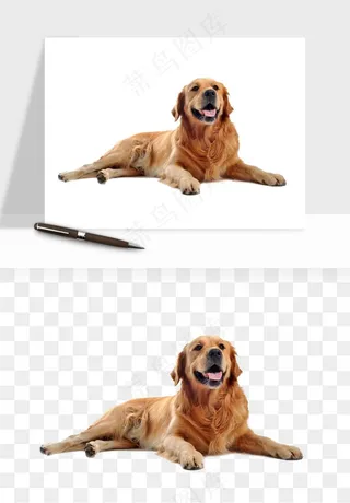 猫咪喵星人狗狗宠物元素png免抠