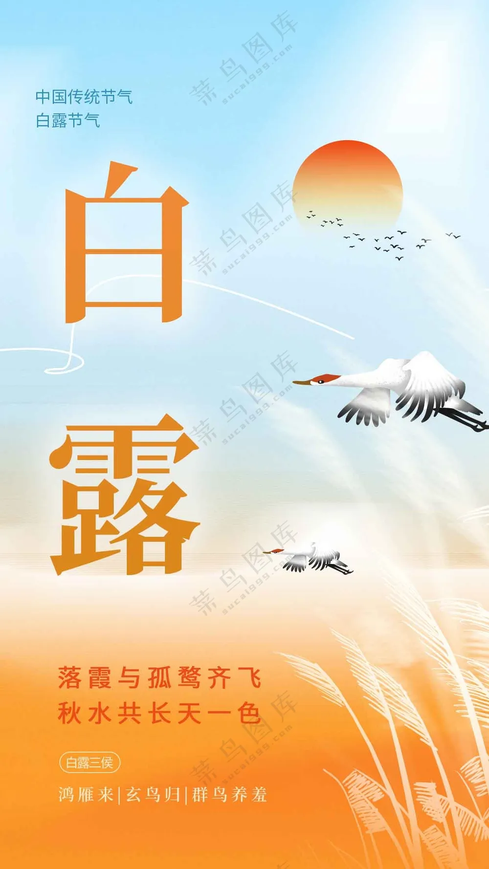 白露节气传统海报