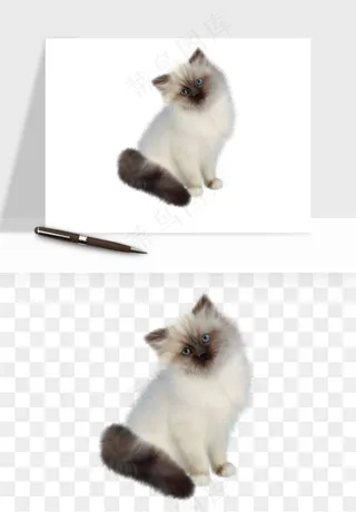 猫咪喵星人狗狗宠物元素png免抠