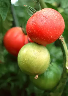 新鲜水果摄影图片 (35)