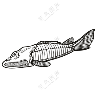 甲胄鱼-古海洋生物/线稿/卡通