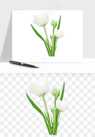 荷兰郁金香鲜花png免抠