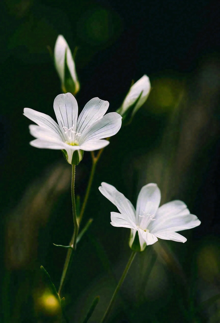 春天盛开的小白花小清新立春春分摄影图