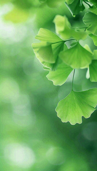 夏天绿色银杏叶树枝阳光小清新唯美小暑大暑处暑摄影图