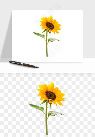 向日葵太阳花卉png免抠
