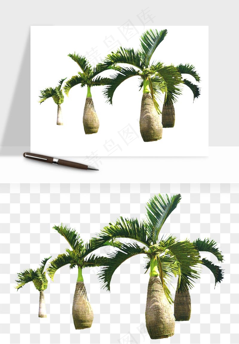 棕榈树椰树png免抠