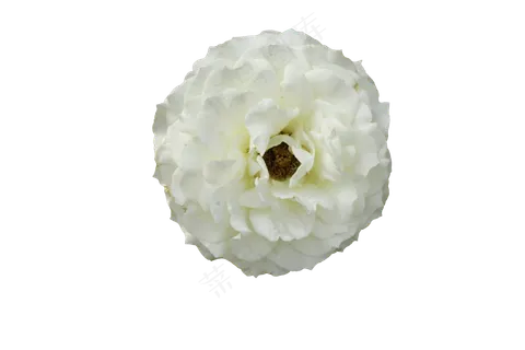 免抠花卉  刚开的白色月季