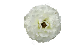 免抠花卉  刚开的白色月季