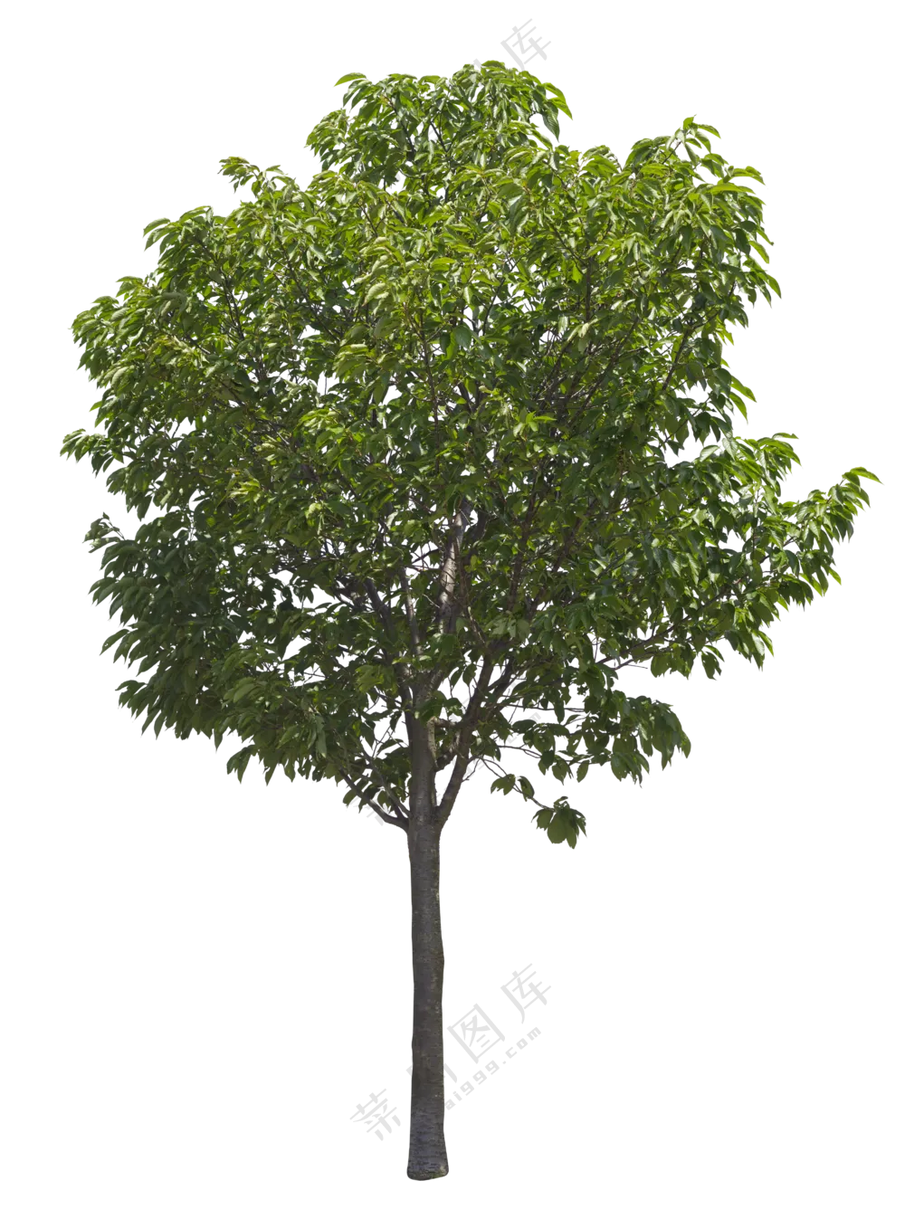 PNG免扣植物树木
