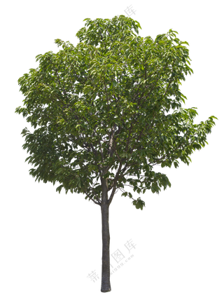 PNG免扣植物树木