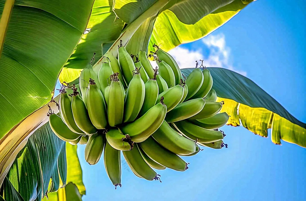 香蕉树芭蕉叶青香蕉水果摄影图