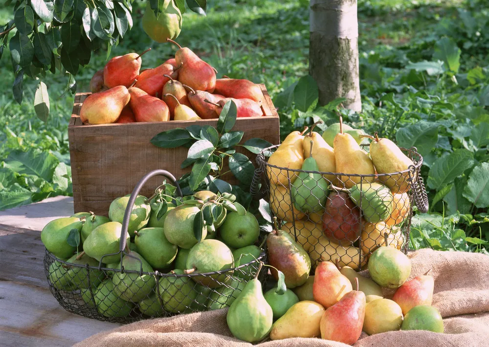 成熟的水果图片 (1)