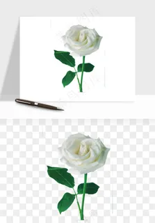 白玫瑰花枝花束png免抠
