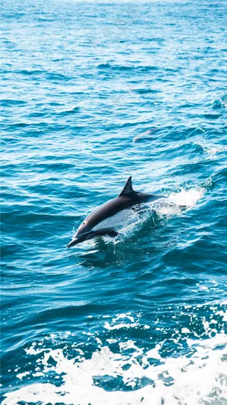 大海海豚图片