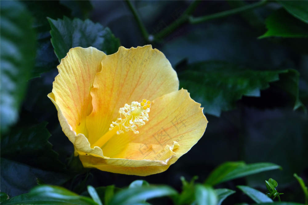 漂亮芙蓉花开放图片