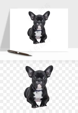 猫咪喵星人狗狗宠物元素png免抠