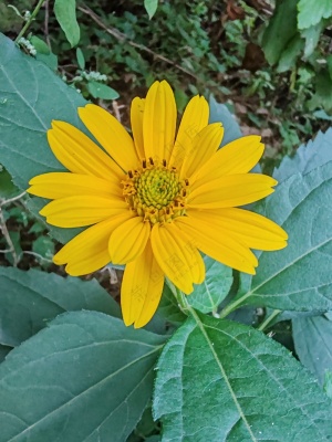 路边的野花