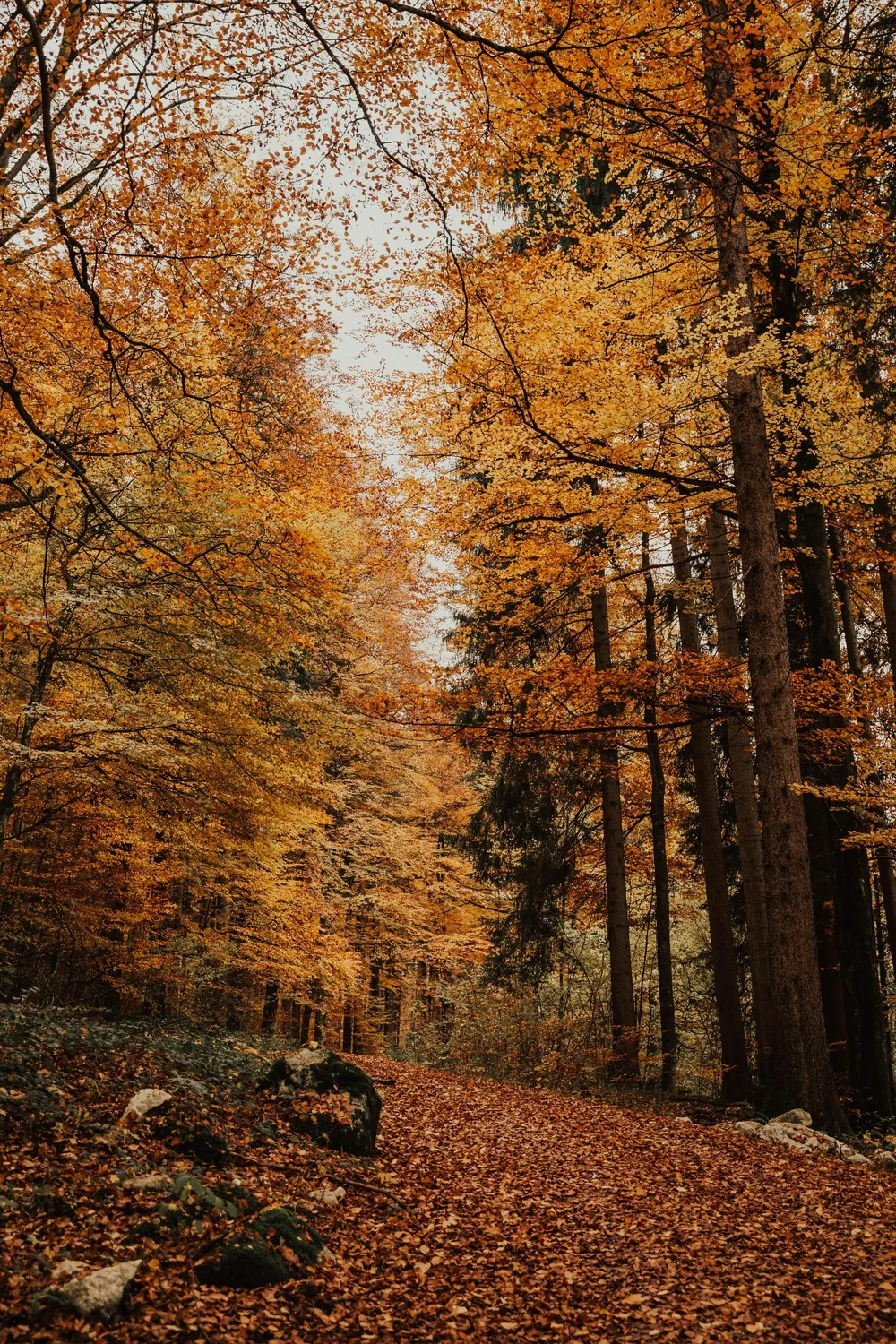 秋日森林中的金黄小径