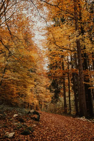 秋日森林中的金黄小径