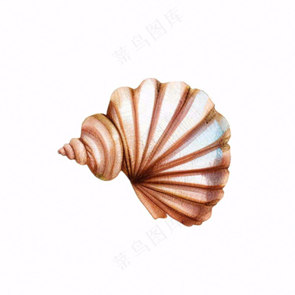 海洋贝壳海螺生物卡通插画免抠
