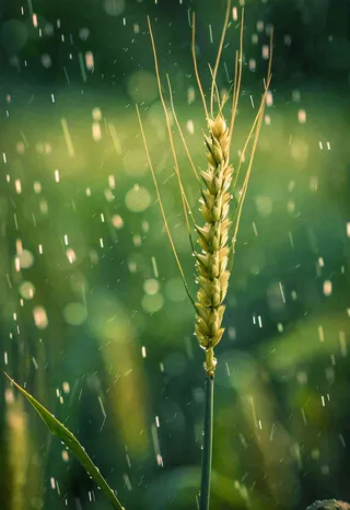 春天雨天绿色小麦麦穗粮食小满摄影图