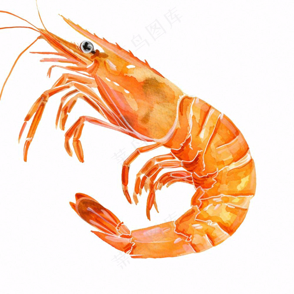虾基围虾食物海洋卡通插画免抠
