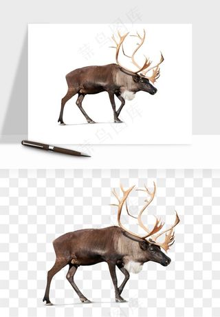 手绘梅花鹿小鹿麋鹿png免抠