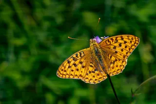 翠绿叶间的黄褐色舞者