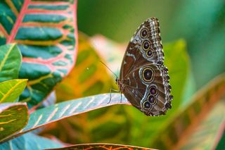 斑斓彩蝶舞翩跹