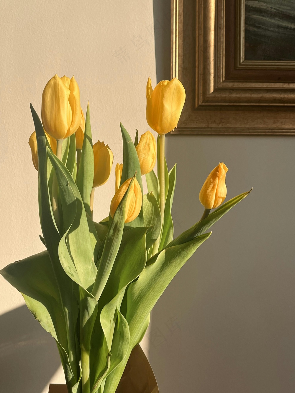 免费 黄金时段的黄色郁金香 素材图片