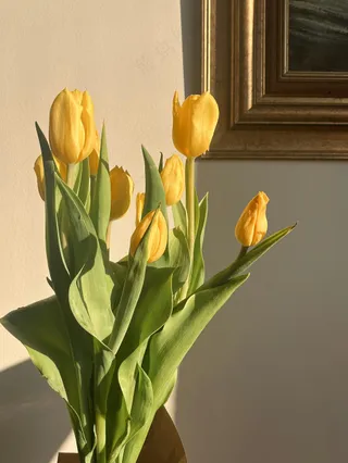 免费 黄金时段的黄色郁金香 素材图片