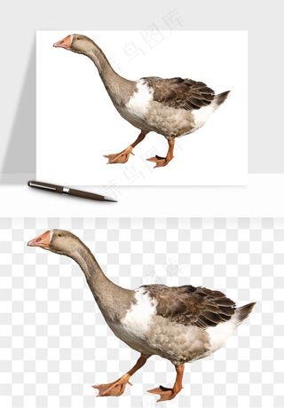 鸭子小鸭png免抠